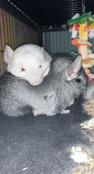 Chinchillas for free! Loving home wanted. Forever home.