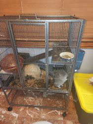 Ingora chinchilla for sale with cage