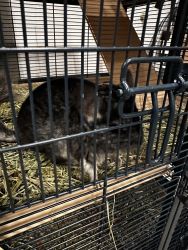 Black chinchilla for sale with cage and supplied