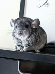 Show quality chinchillas available