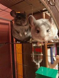 Twin Brother Chinchillas For Sale