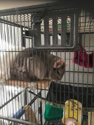 2 Chinchillas for sale. Need gone ASAP