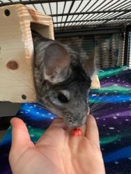 Two, 1yr old brother grey chinchillas for sale with cage