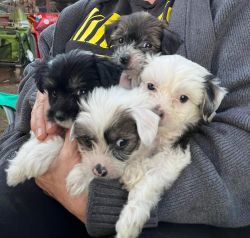 Chinese Crested Puppies READY NOW