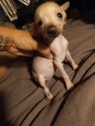 Hairless pup for sale