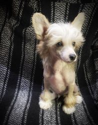 AKC Registered Chinese Crested Puppy