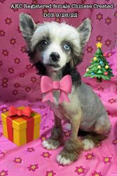 AKC Registered Female Chinese Crested