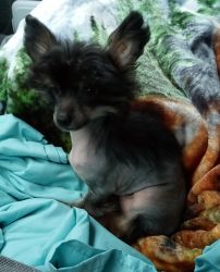 Hairy Hairless Chinese Crested Puppy