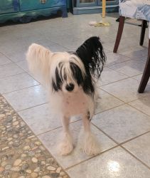Unneutered Male chinese crested