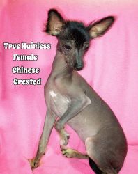 Petite Female True Hairless Chinese Crested