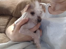Hairless Chinese crested