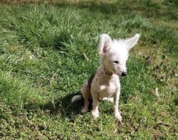 Male Hairless Chinese Crested