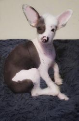 Female Hairless Chinese Crested