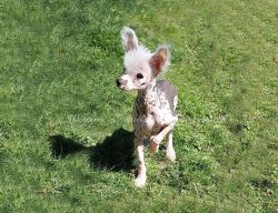 Chinese Crested hairless male