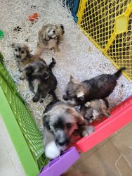 Chinese Crested Powder Puff Puppies for Sale