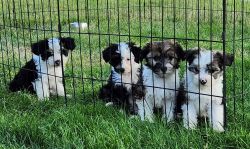Small Non-Shedding Powder Puff Puppies - Great Family Pets!