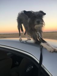 Rare Silver Chinese Crested