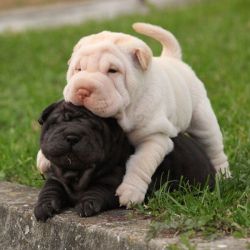 Lovely pure breed Chinese Shar Pei puppies.