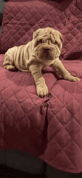 AKC 6 Shar pei available to loving homes