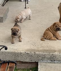 Chinese Sharpei puppies