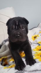 Shar-Pei Pup ISO his forever Home!