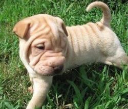 Well trained Chinese Shar-Pei Puppies