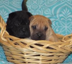 Bbnb Chinese Shar-pei Puppies For Sale