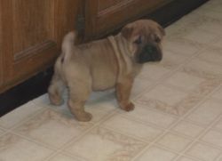 chinese shar-pei puppies for sale.