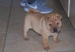 Chinese Shar-pei Is Puppies Now Availble