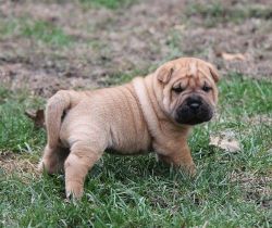 Home Raised and Trained Chinese Shar-Pei Puppies Ready Now