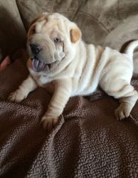 Well Trained Chinese Shar-Pei Puppies Ready Now