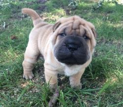 Lovely Chinese Shar-Pei Puppies For Sale