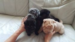 Beautiful litter of Shar Pei puppies for adoption