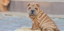 Potty Trained Chinese Shar-Pei Puppies