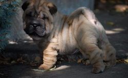 12 weeks old Chinese Shar-Pei puppies