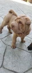 Healthy Chinese Shar-Pei puppies for sale