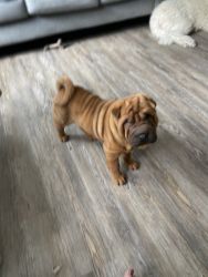 Male and female shar pei puppy. Different litter For sale 800 each