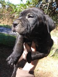Sharpei/Pit Mix Puppies For Sale