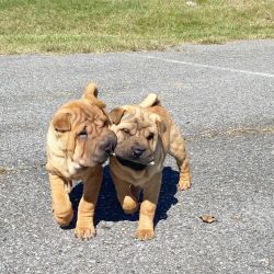 Two Chinese shar pei puppies available for adoption...xxxxxxxxxx