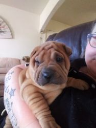 Sharpei pup looking for forever home