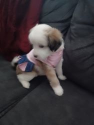 Chihuahua/poodle puppy female