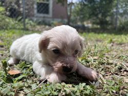 Chi hon puppies for sale