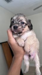 Chichon puppies for sale