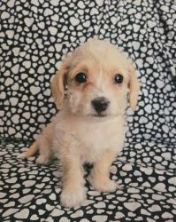 Gorgeous, small chipoodle female puppies