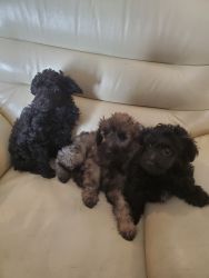 Chipoo(Poodle,chihuahua mix) 3 males located in Ephrata wa
