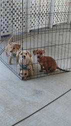 4 chiweenie puppies available