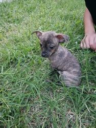 Chiweenie puppies for sale!