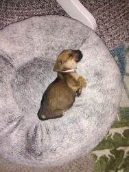 Chiweenie puppy 8 weeks
