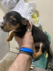 2 Adorable Male Chorkie Puppies
