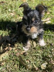 T-cup Chorkie puppies